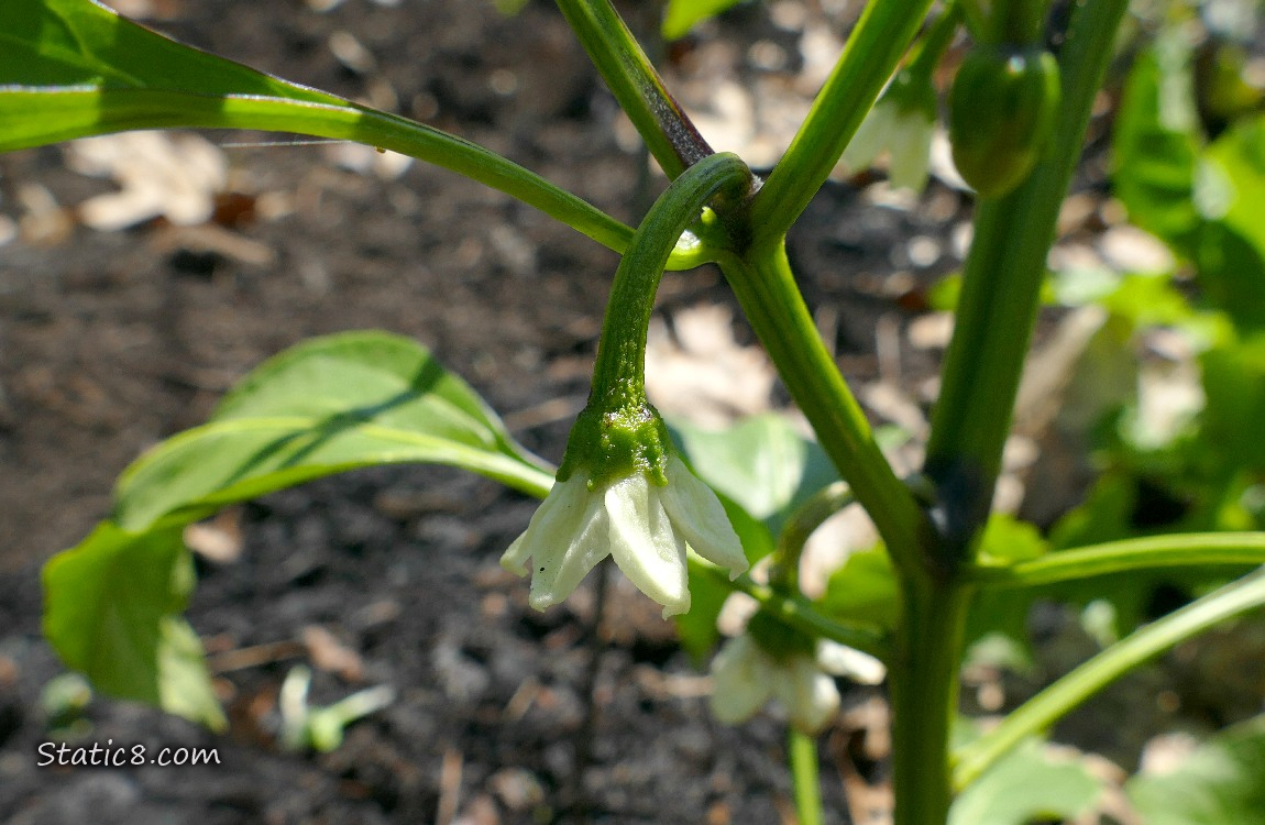 Pepper plant with white flowers hanging down