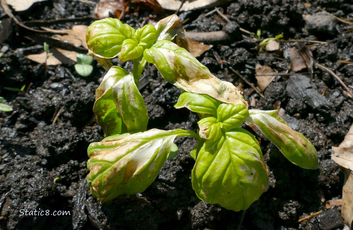 Basil seedlings with sunburned leaves, growing in the dirt