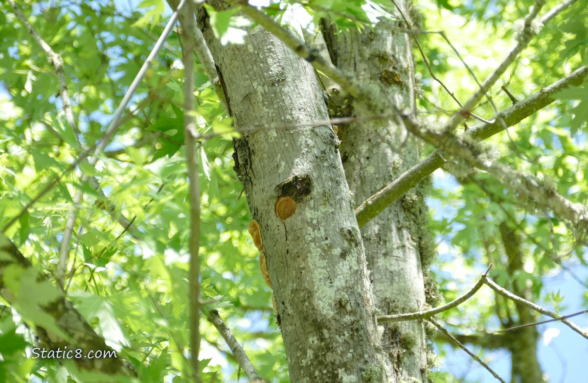 Downy Woodpecker nest hole in the trunk of a tree