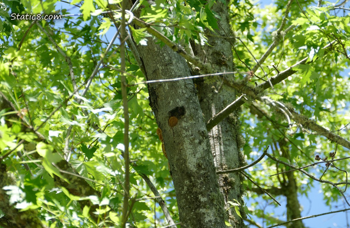 Downy Woodpecker nest hole in a tree trunk