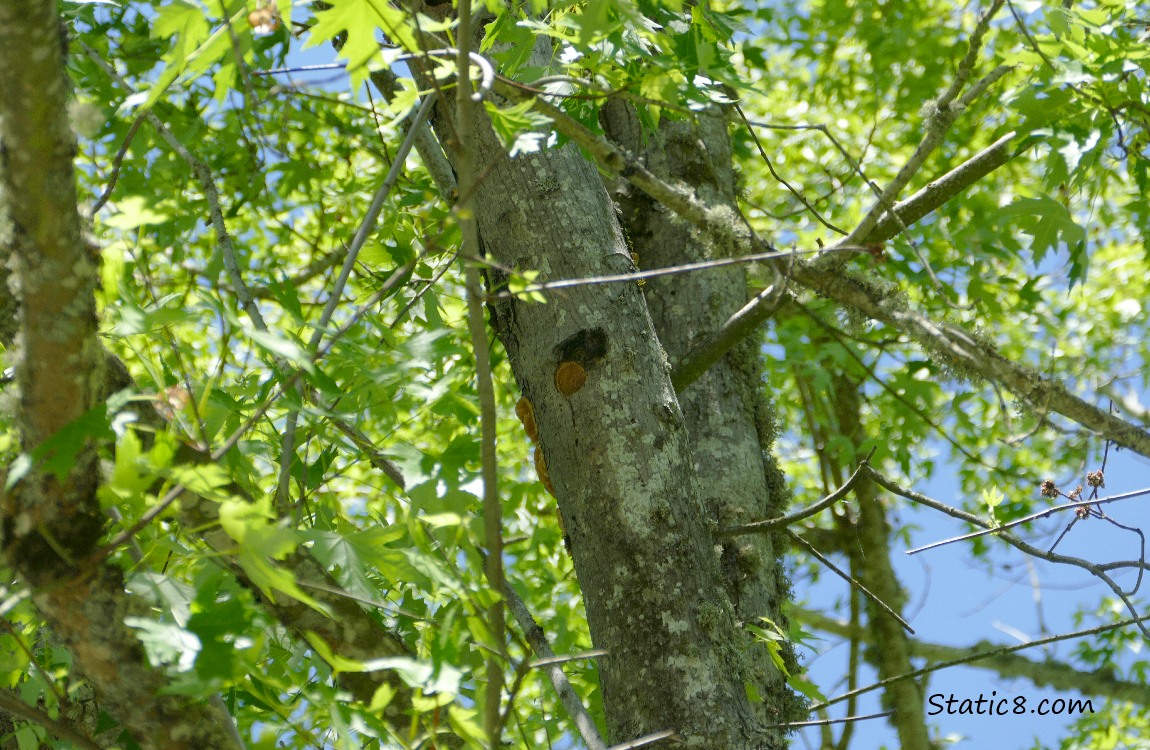 Downy Woodpecker nest hole in a tree trunk