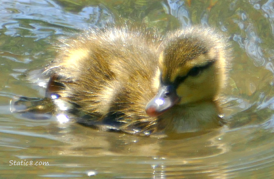 Duckling paddling on the water