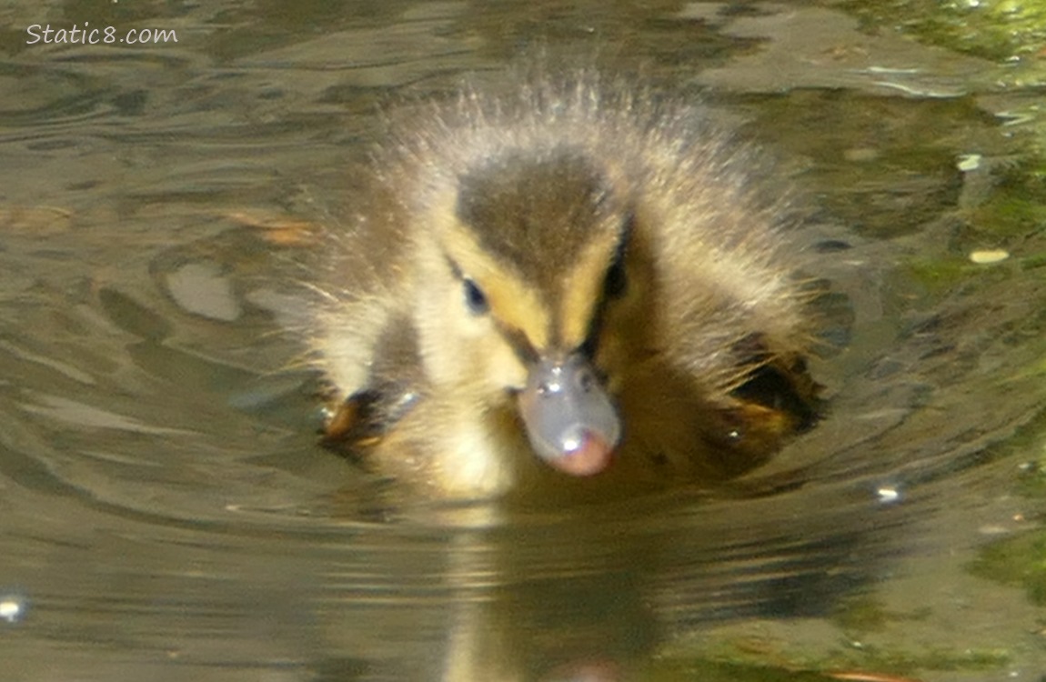 Duckling paddling on the water