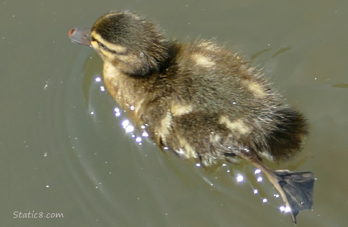 Looking down at a duckling paddling on the water