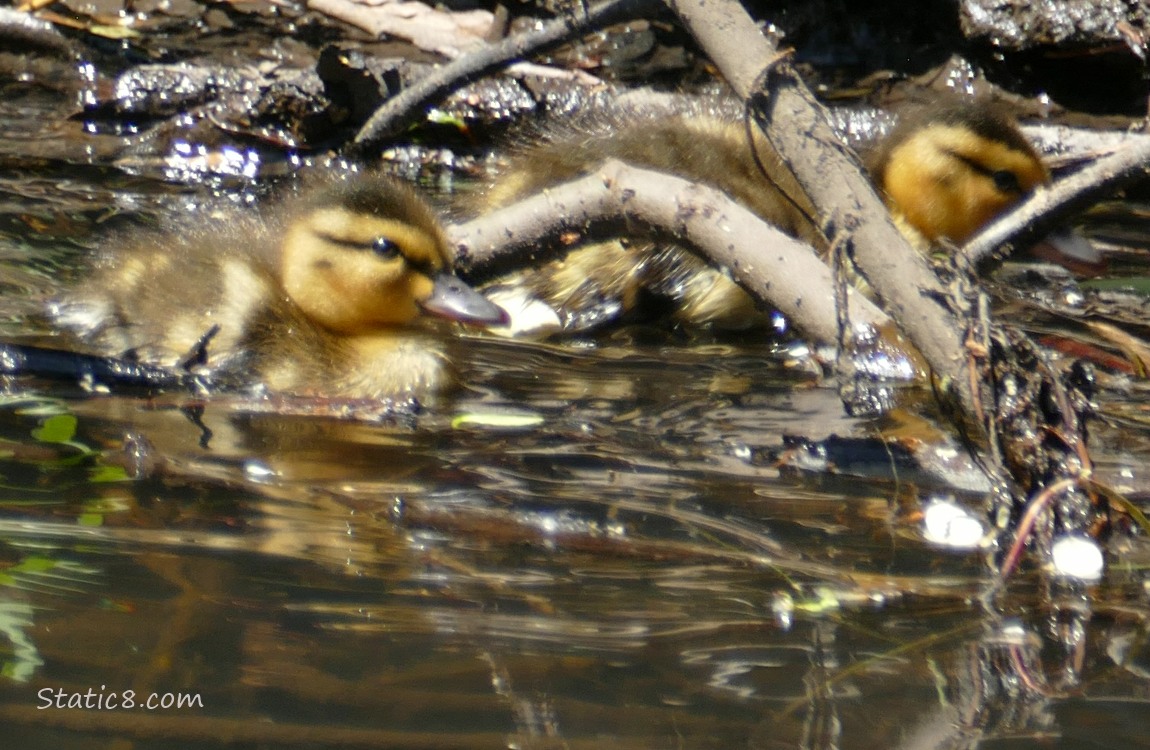 Two ducklings paddling past some sticks in the water