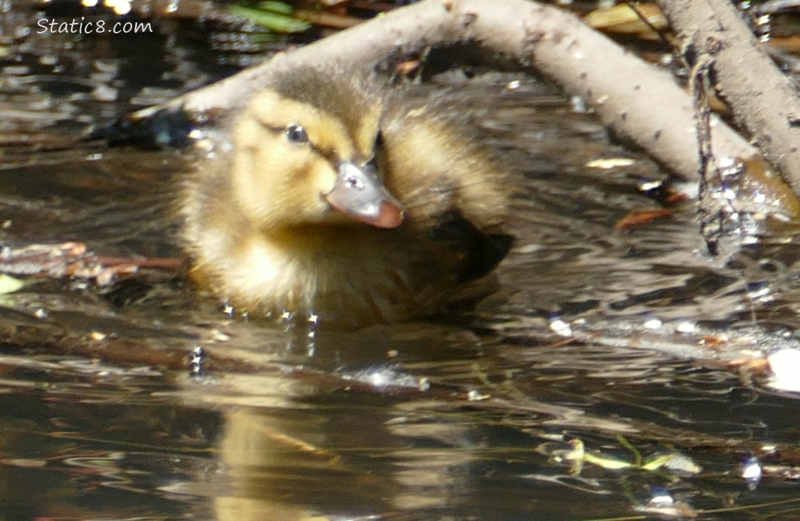 Duckling paddling past some sticks in the water