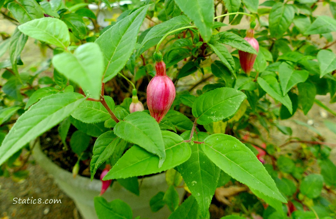 Fuchsia plant with several flower buds on it