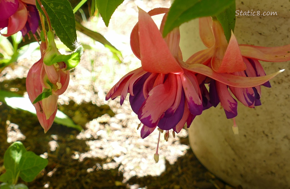 Fuchsia blooms hanging from the plant, its pot in the background