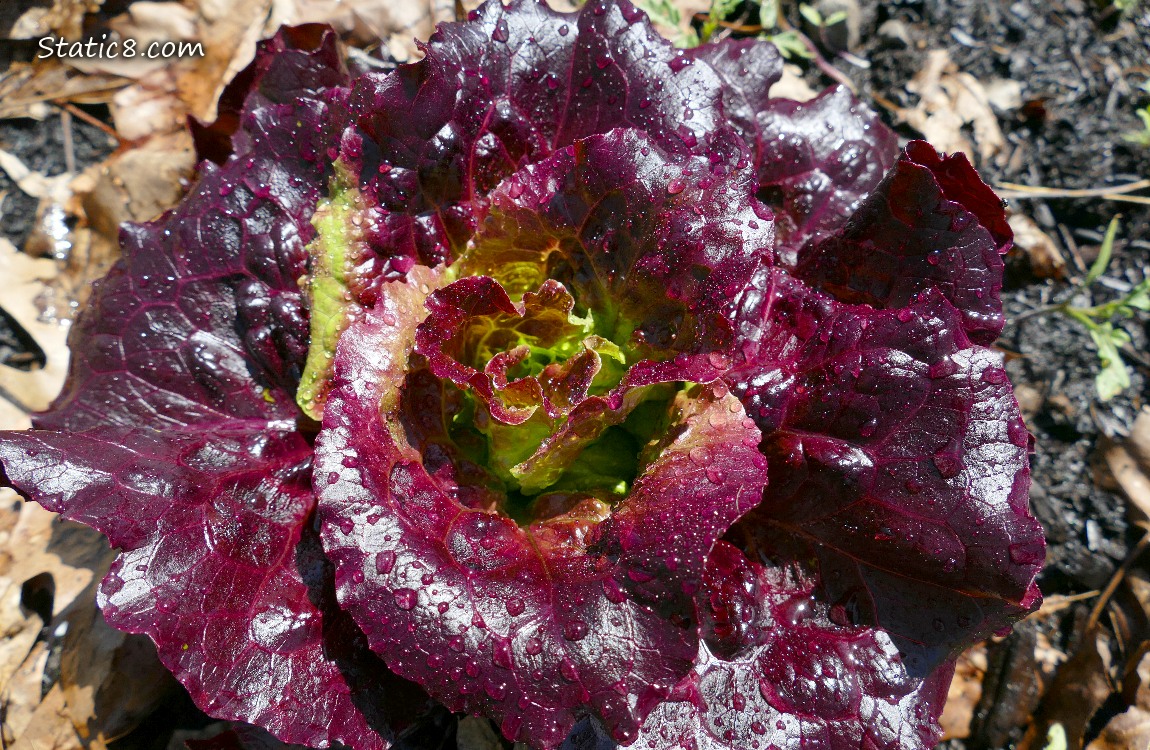 Looking down at a purple lettuce plant growing in the dirt