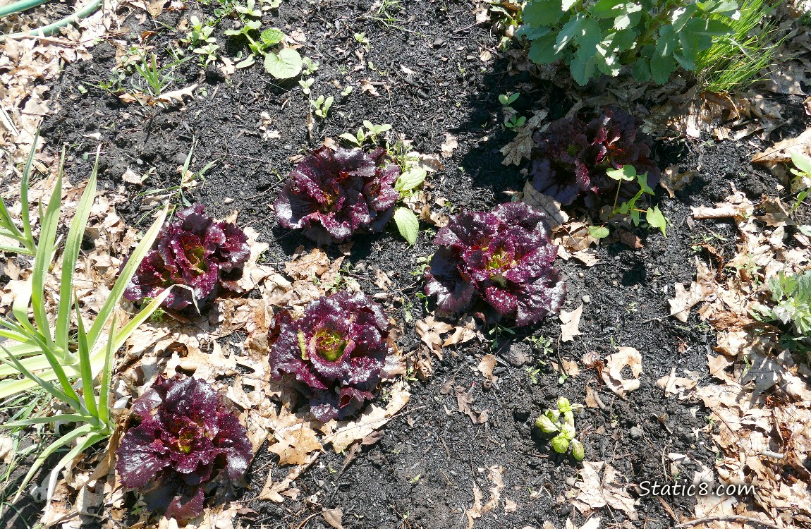 Looking down at purple lettuces