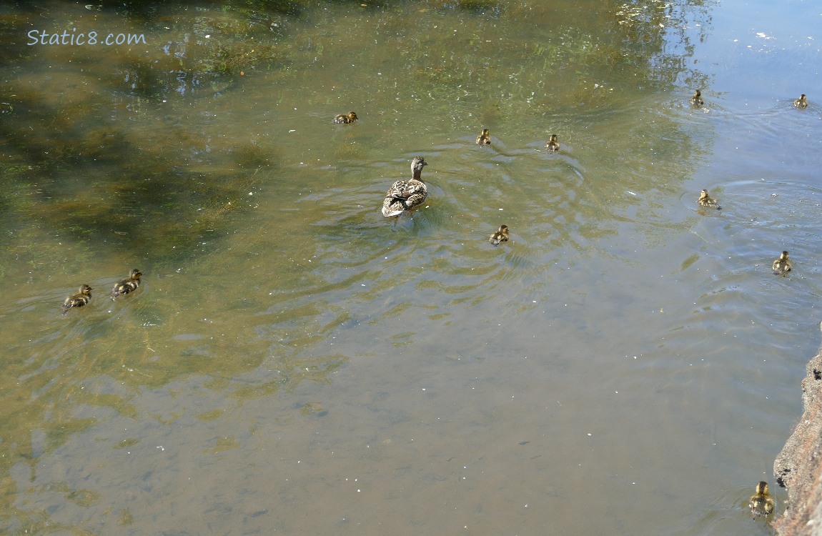 Mama Mallard paddling on the water with eleven ducklngs