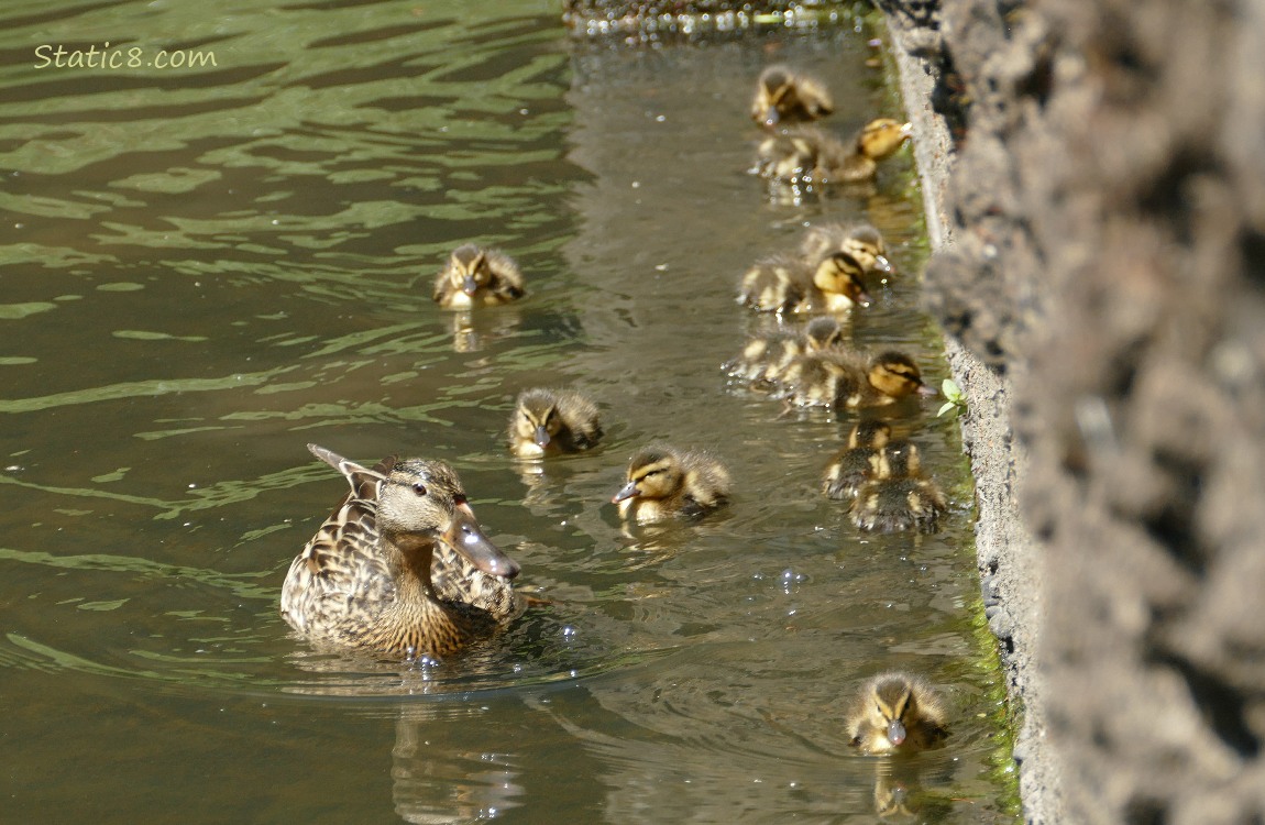 Mama Mallard paddling on the water with 12 duckclings