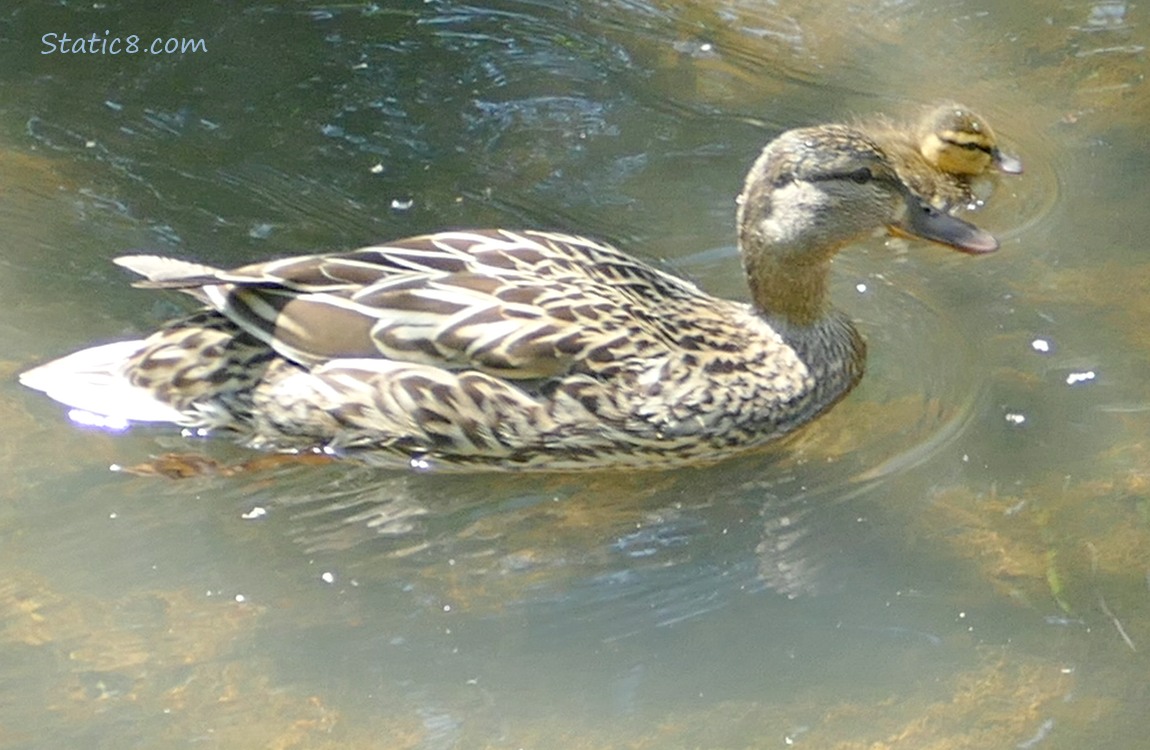 Mama Mallard paddling on the water with one duckling