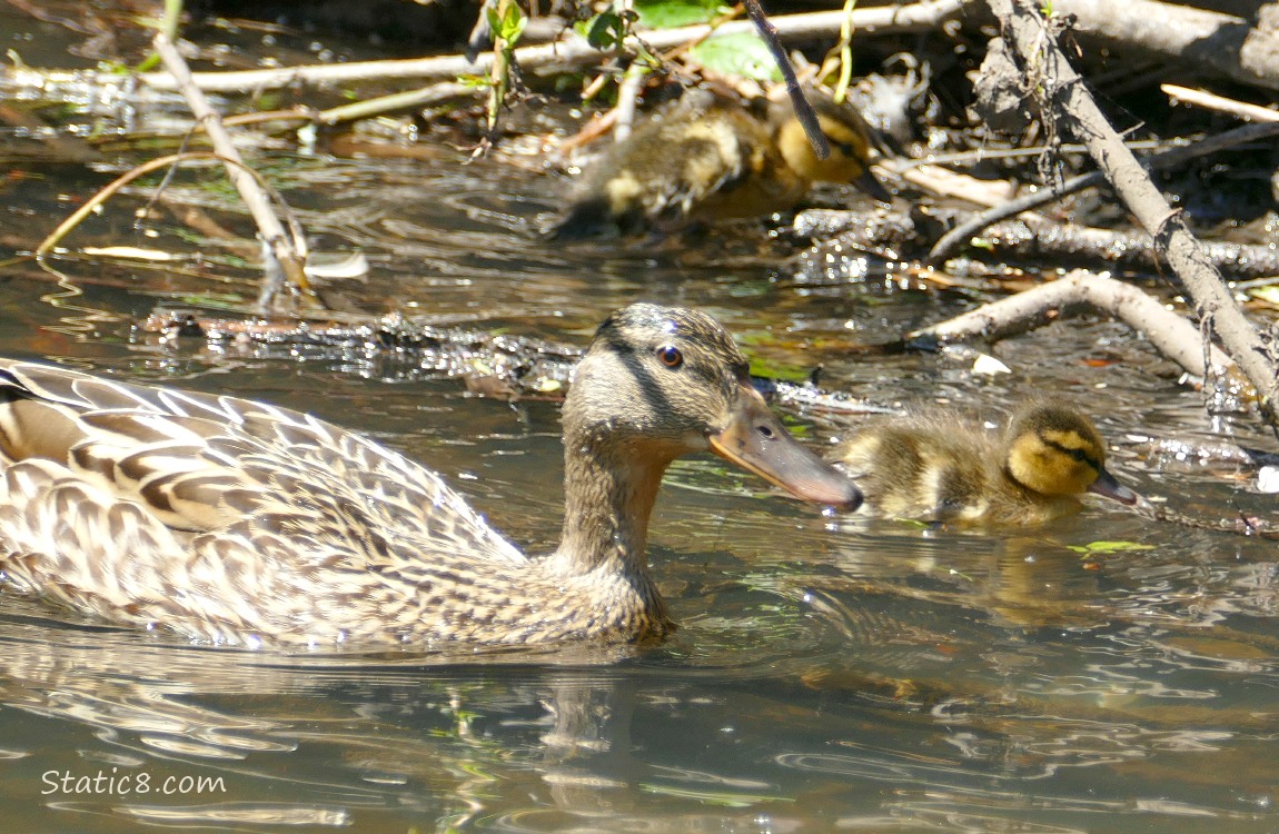 Mama Mallard paddling in the water, near two of her babies