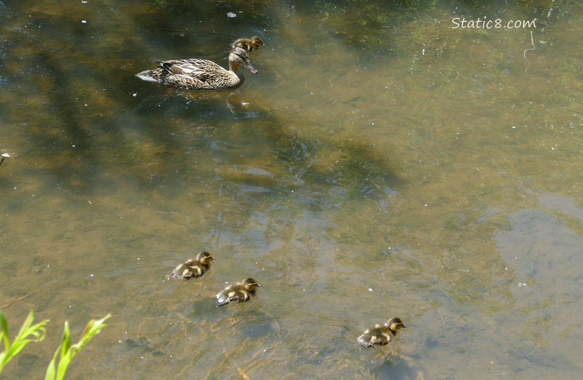 Mama Mallard paddling on the water with four ducklngs