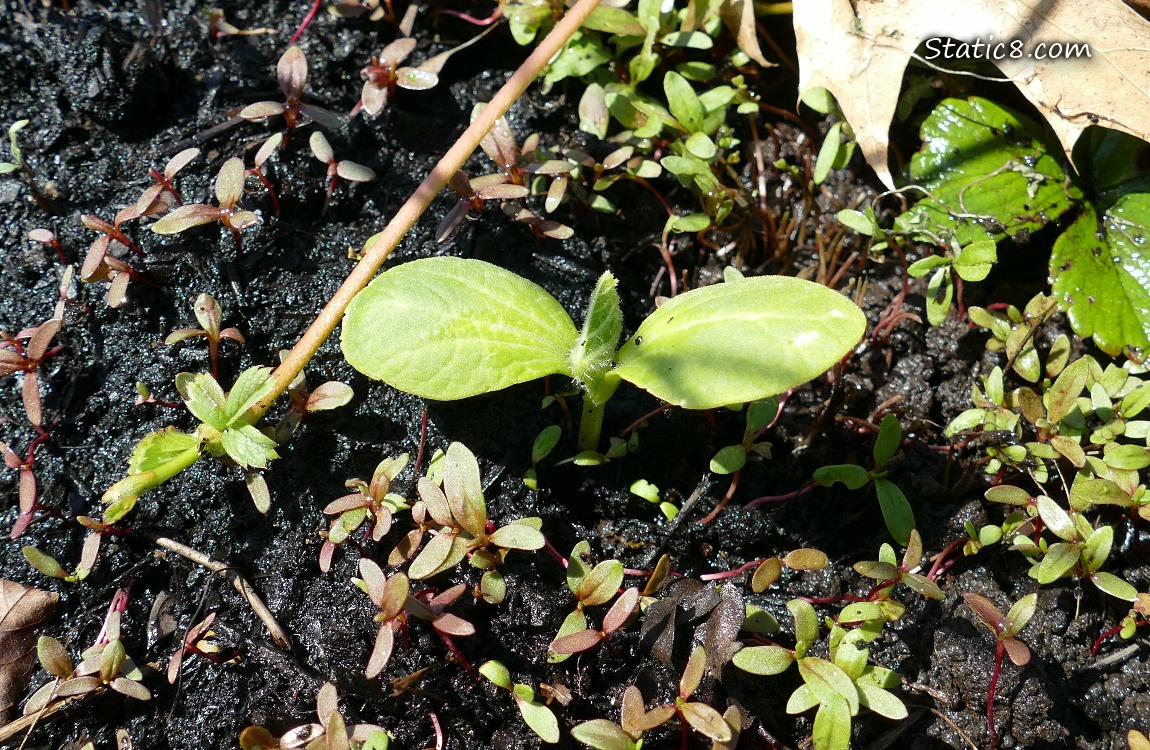 Squash seedling growing in the dirt