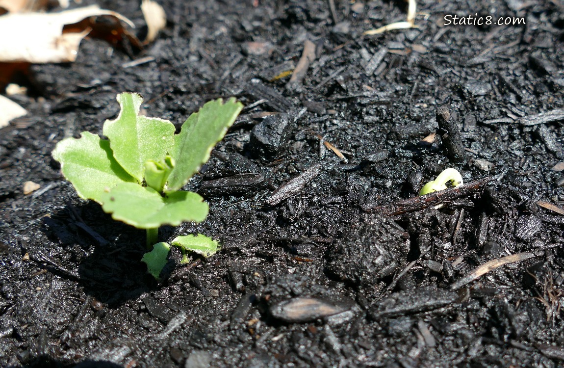 Fava seedling and bean germinating in the dirt