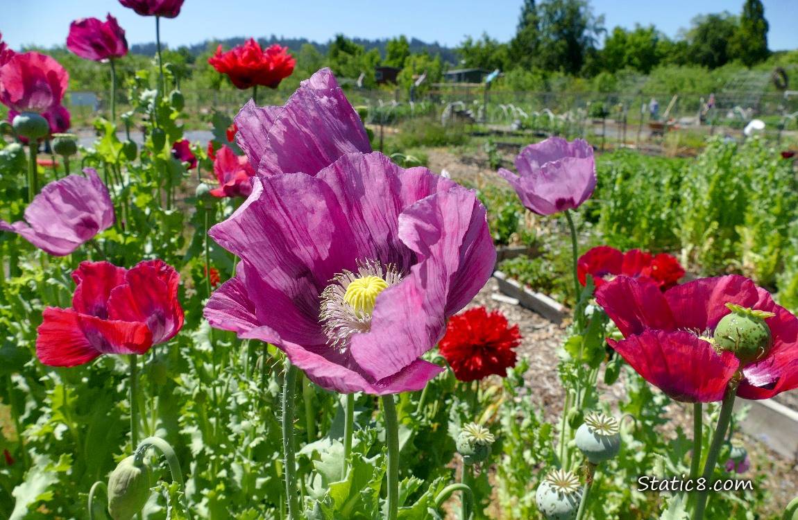 Poppy blooms in red and purple