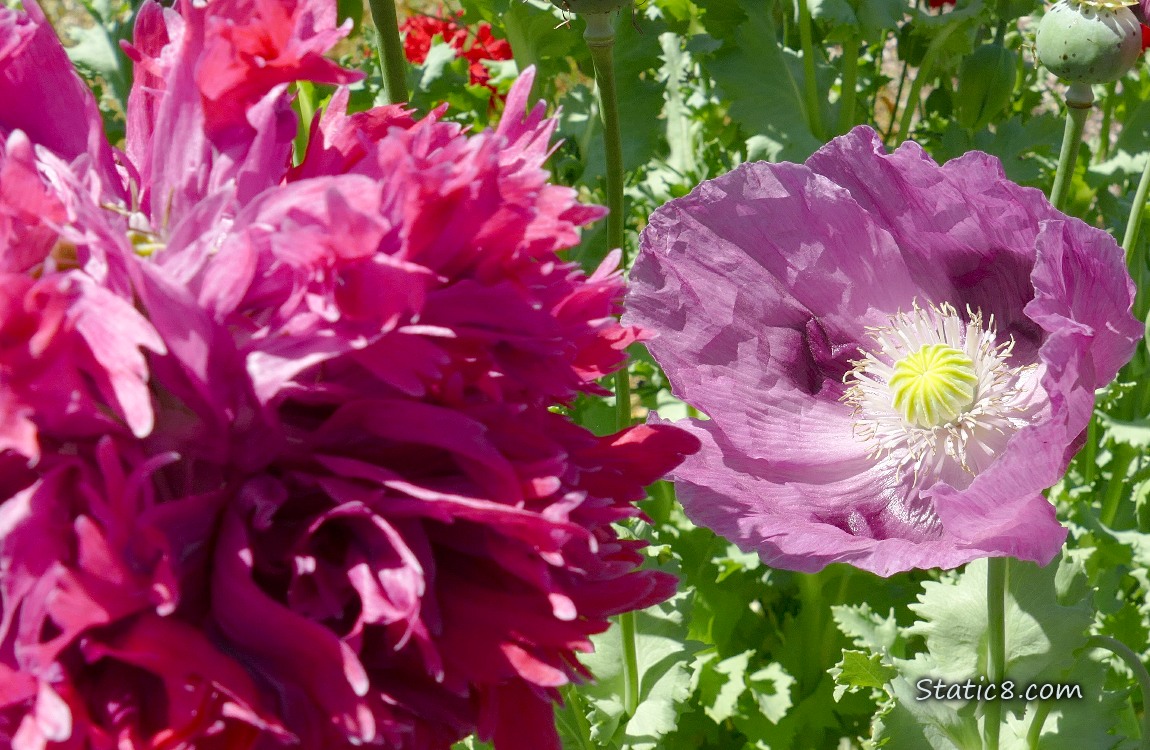 Purple Poppy bloom past a pink bloom