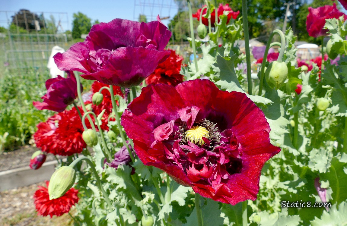 Poppy blooms in red and purple