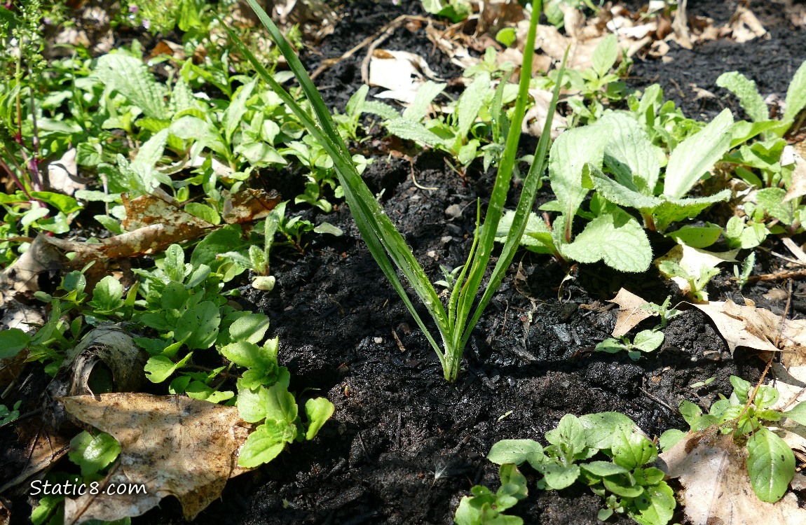 Salsify growing amoungst the weeds
