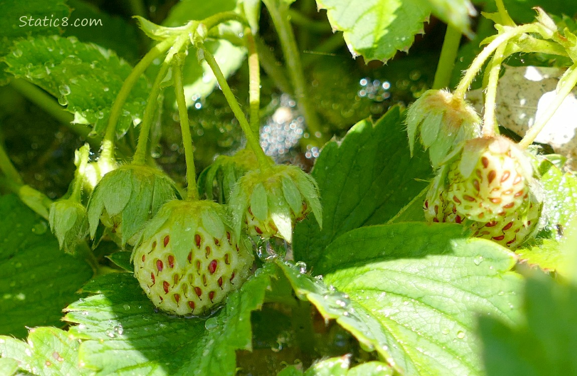 White strawberries, ripening on the vine