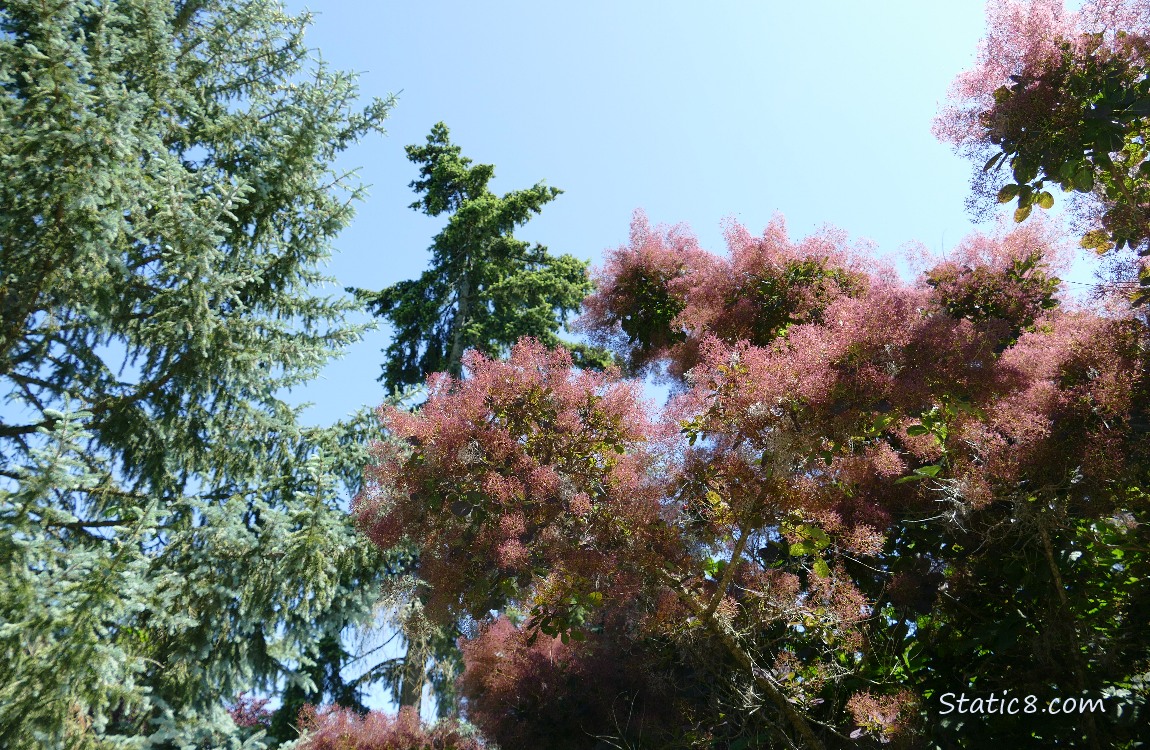 Looking up at trees