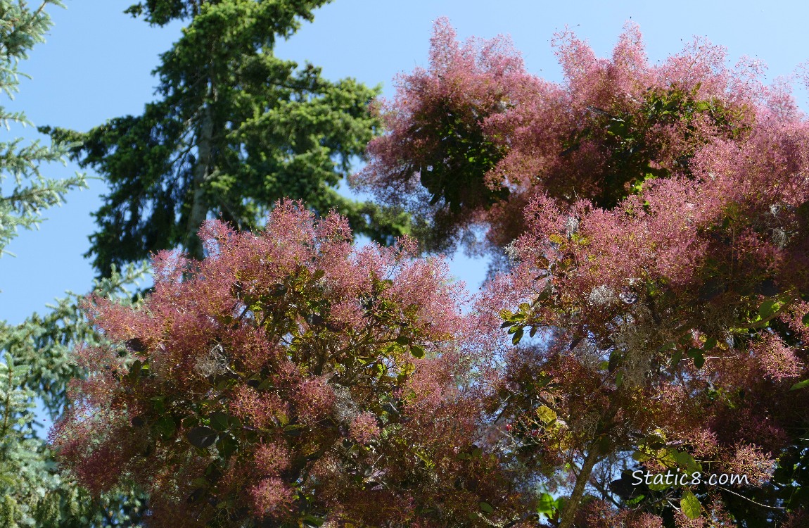Looking up at trees