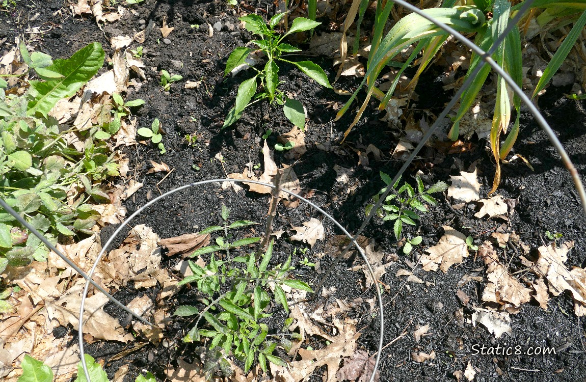 Looking down at small tomato plants and a pepper plant