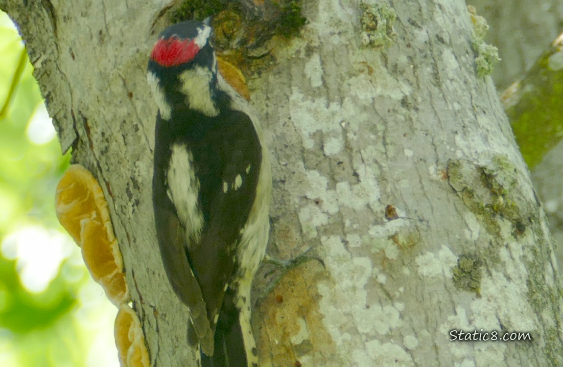 Male Downy Woodpecker standing outside the nest hole