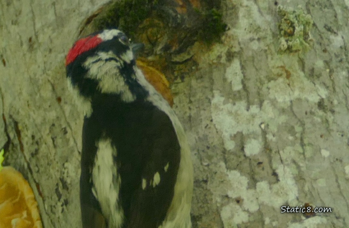 Male Downy Woodpecker standing outside the nest hole