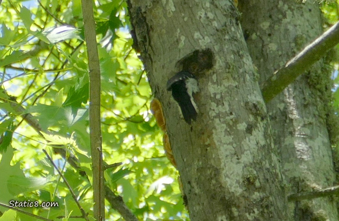 Downy Woodpecker sticking his head down into the  nest hole
