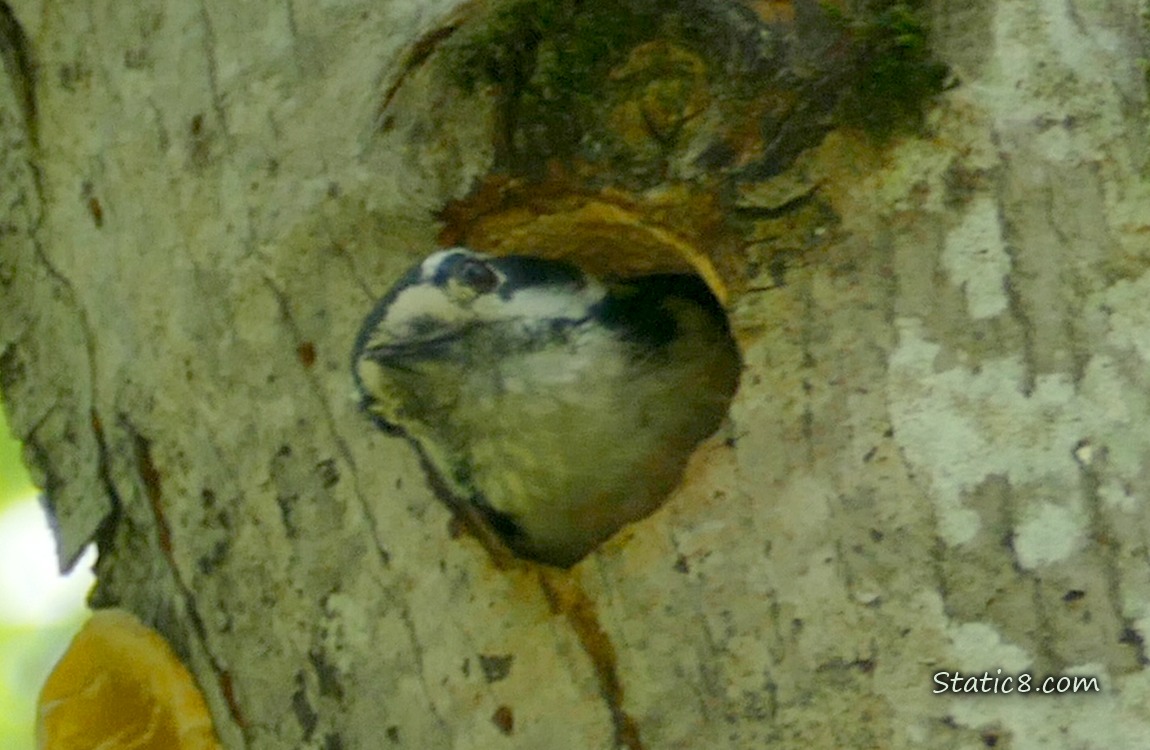 Downy Woodpecker parent looking out from the nest hole