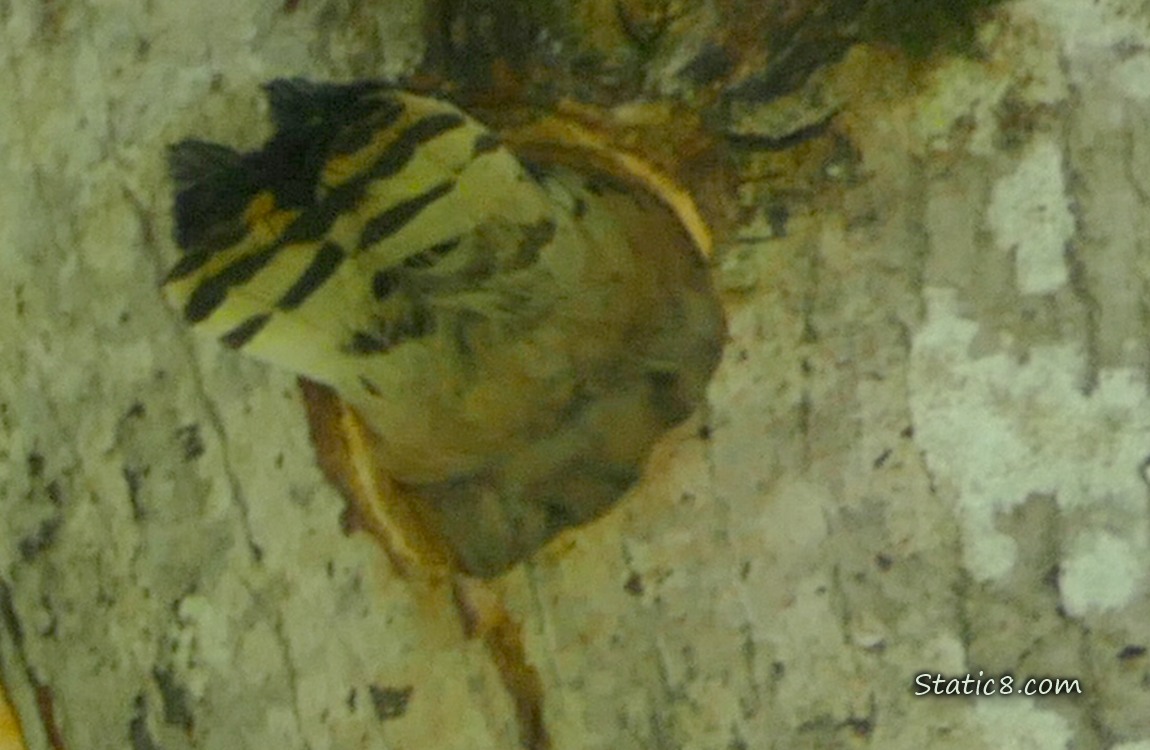 Downy parent tail feathers sticking out of the nest hole