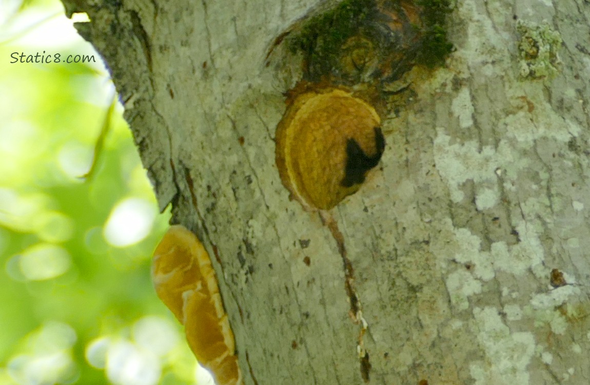 Tip of the tail feathers poking up from the nest hole