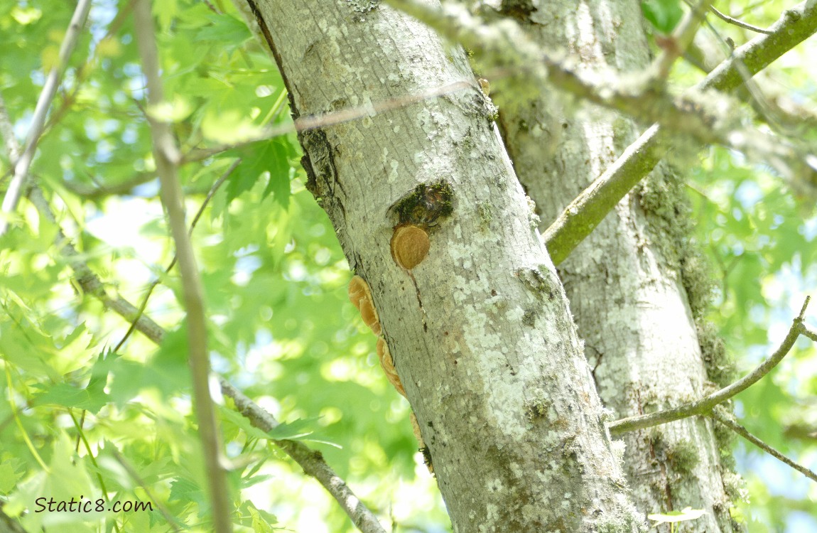 Woodpecker nest hole in a tree trunk