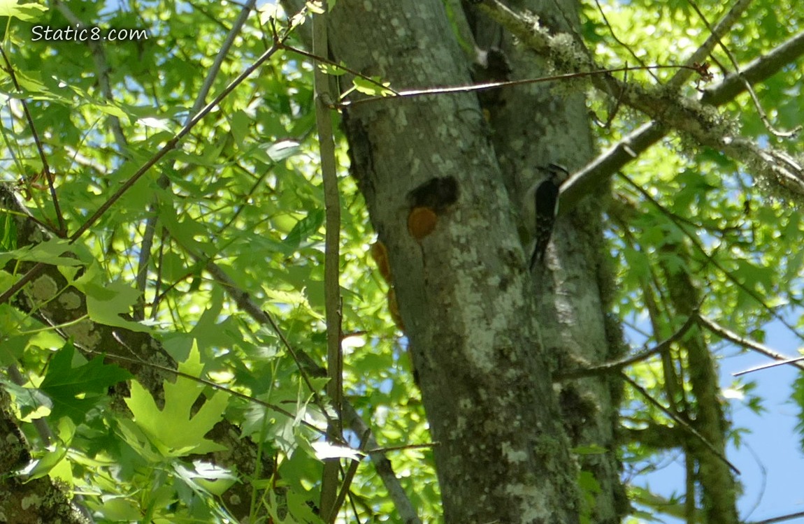Downy Woodpecker nest hole in a tree truck, the mama nearby