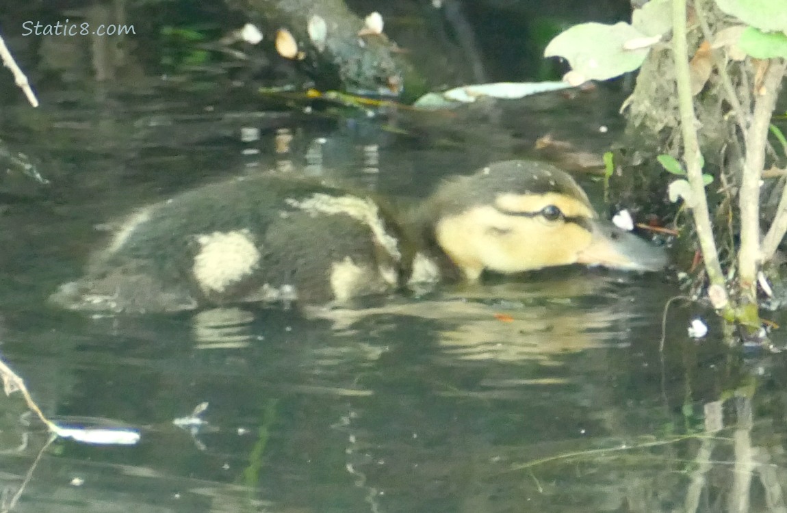 Duckling on the water