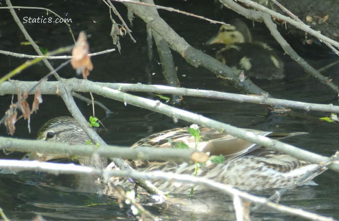 Mama Mallard and Duckling on the water under sticks near the bank