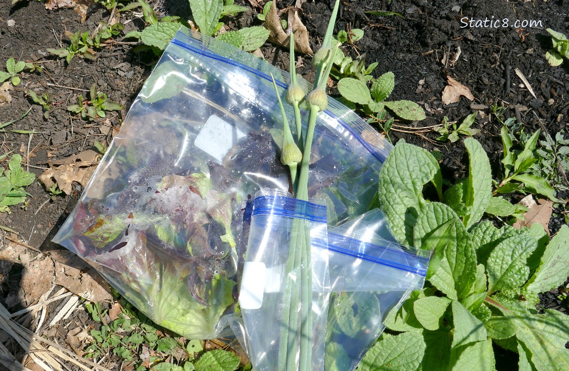 Harvested lettuce and garlic scapes in ziplock bags