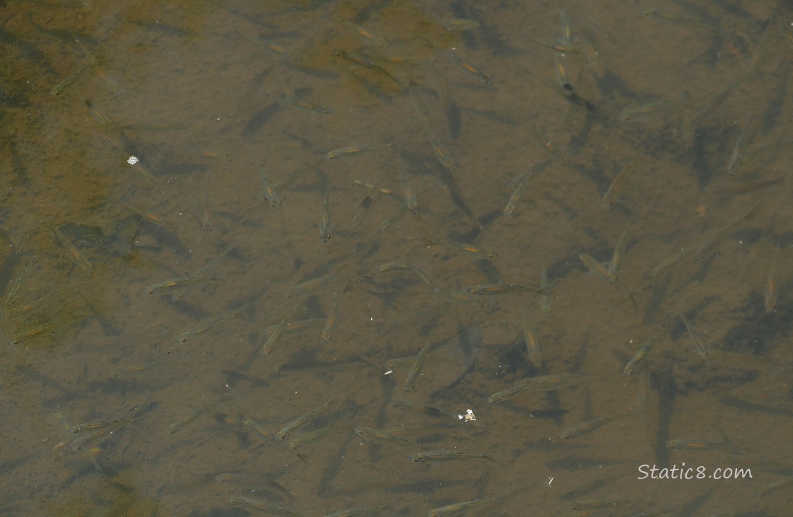 Looking down at Minnows swimming in water