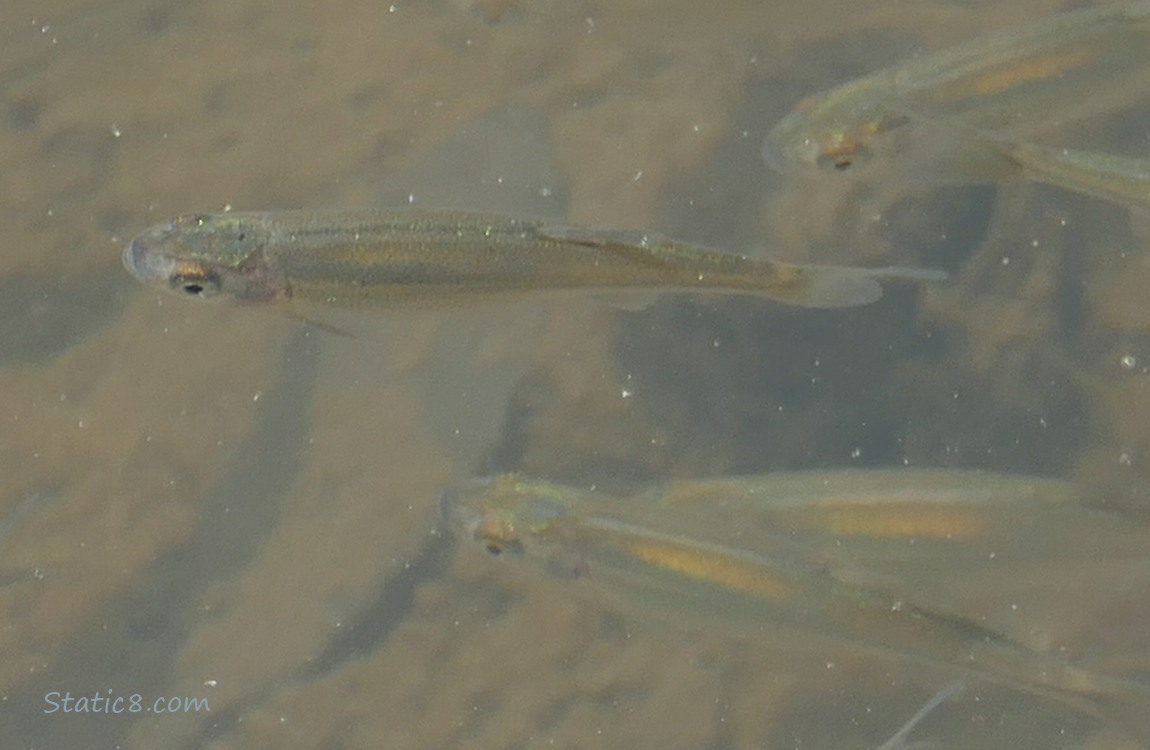 Close up of Minnows swimming in water