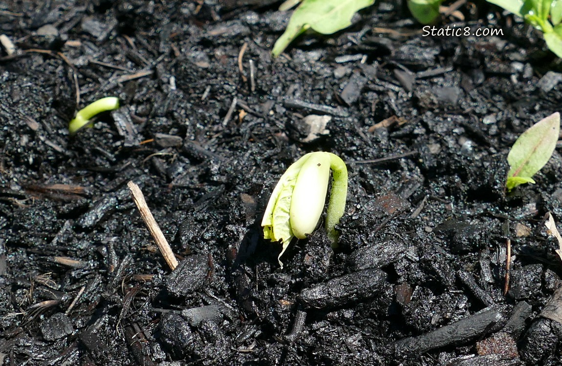 Bean seedlings germinating in the dirt