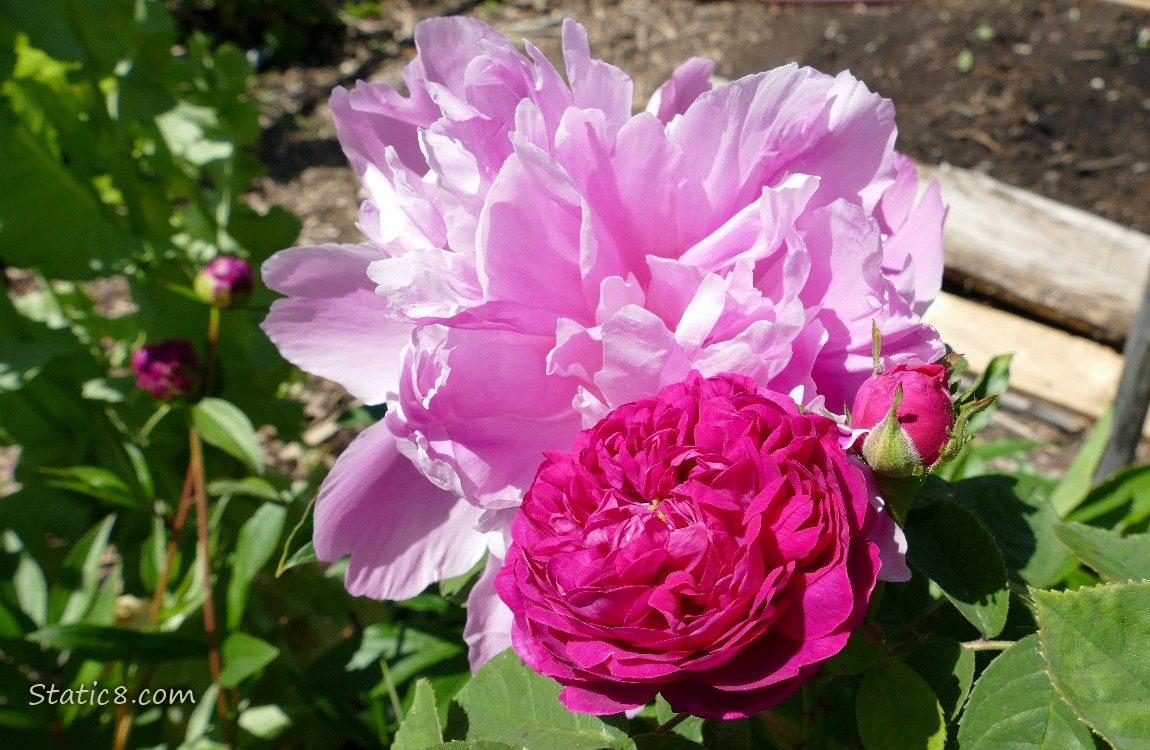 Pink Peony bloom next to a hot pink rose