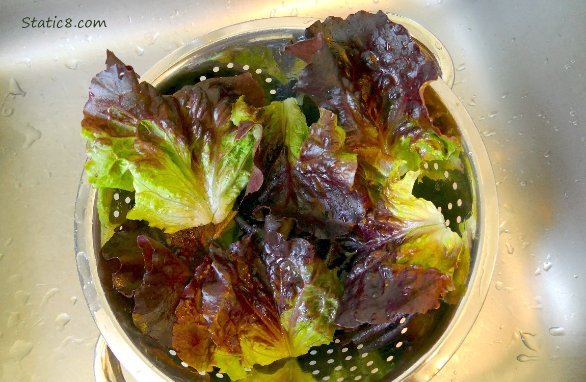 purple lettuce leaves in a collander