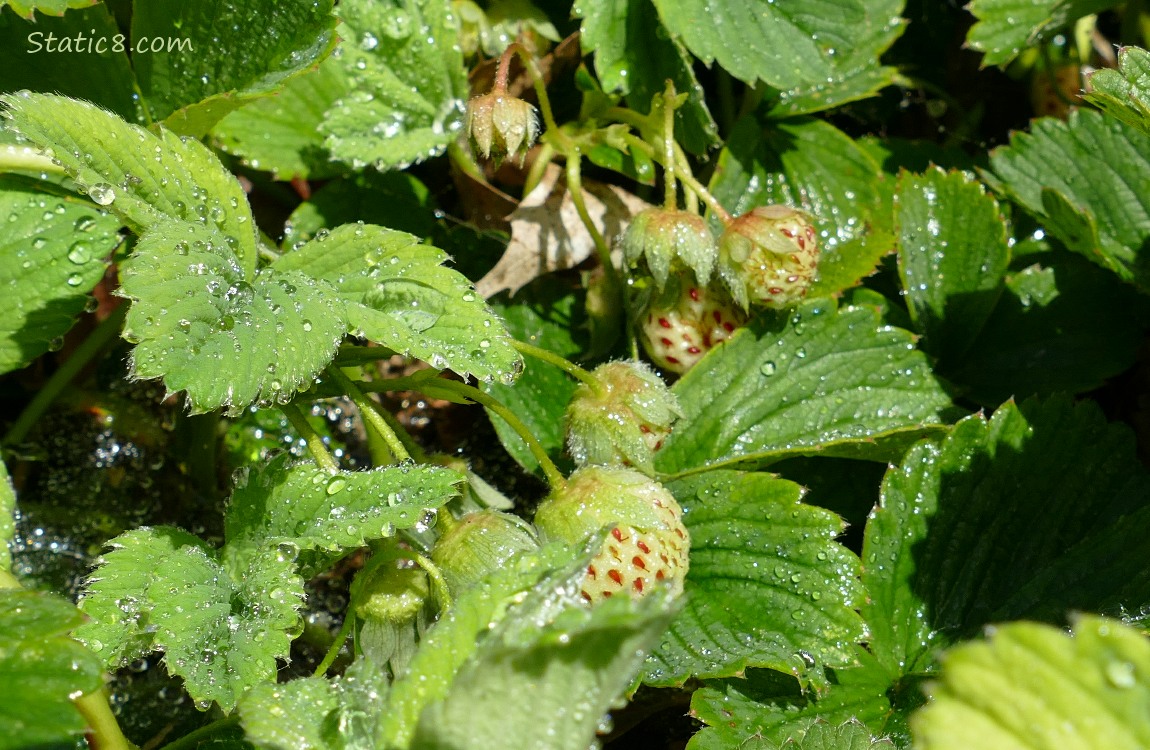Green Strawberry fruits ripening on the plants