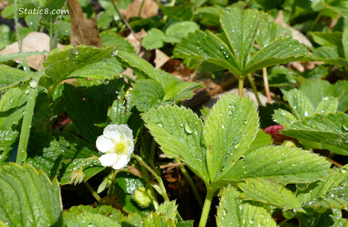White bloom in a strawberry patch