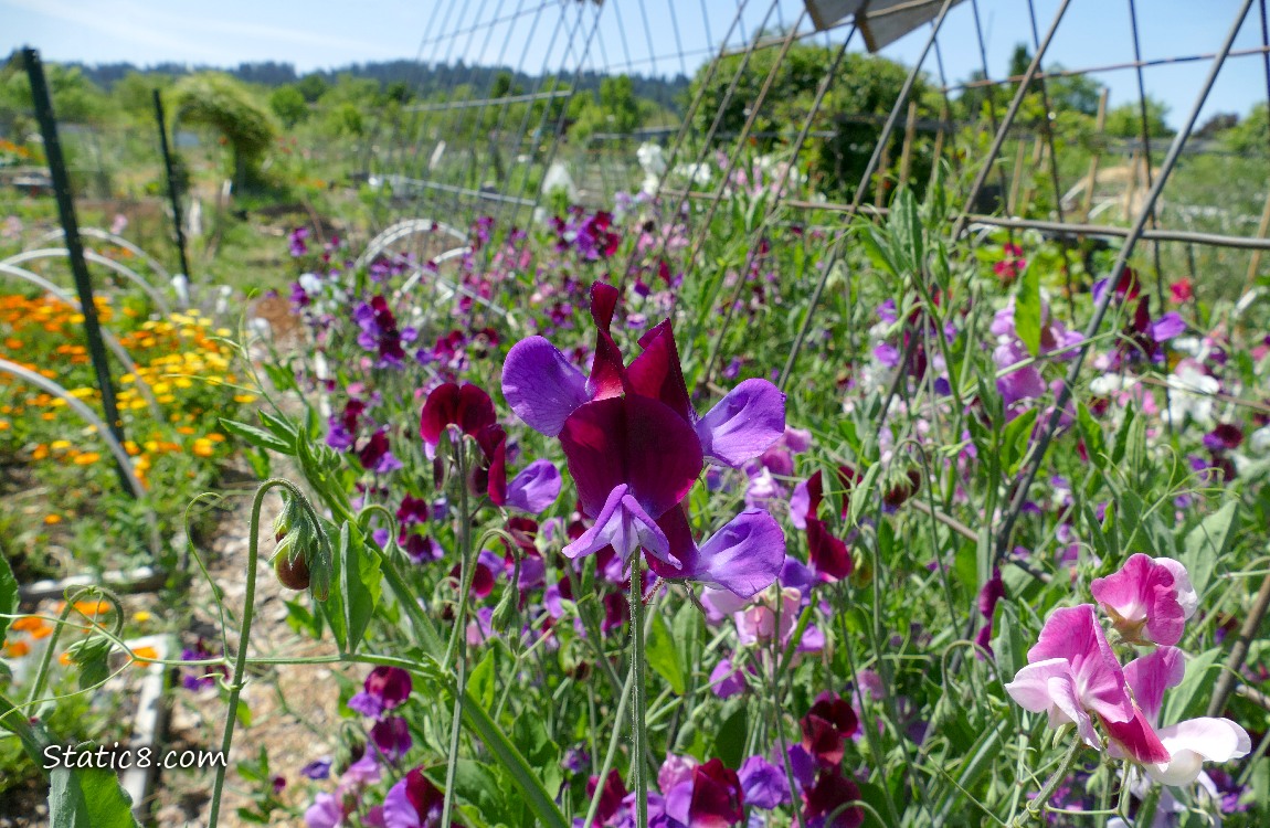 Sweet Pea blooms under a blue sky