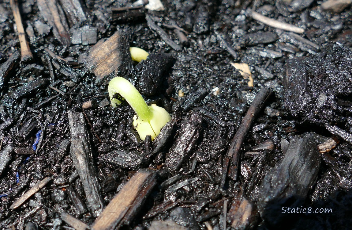 Bean seedling germinating in the dirt