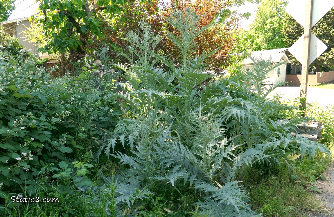 Artichoke plants growing